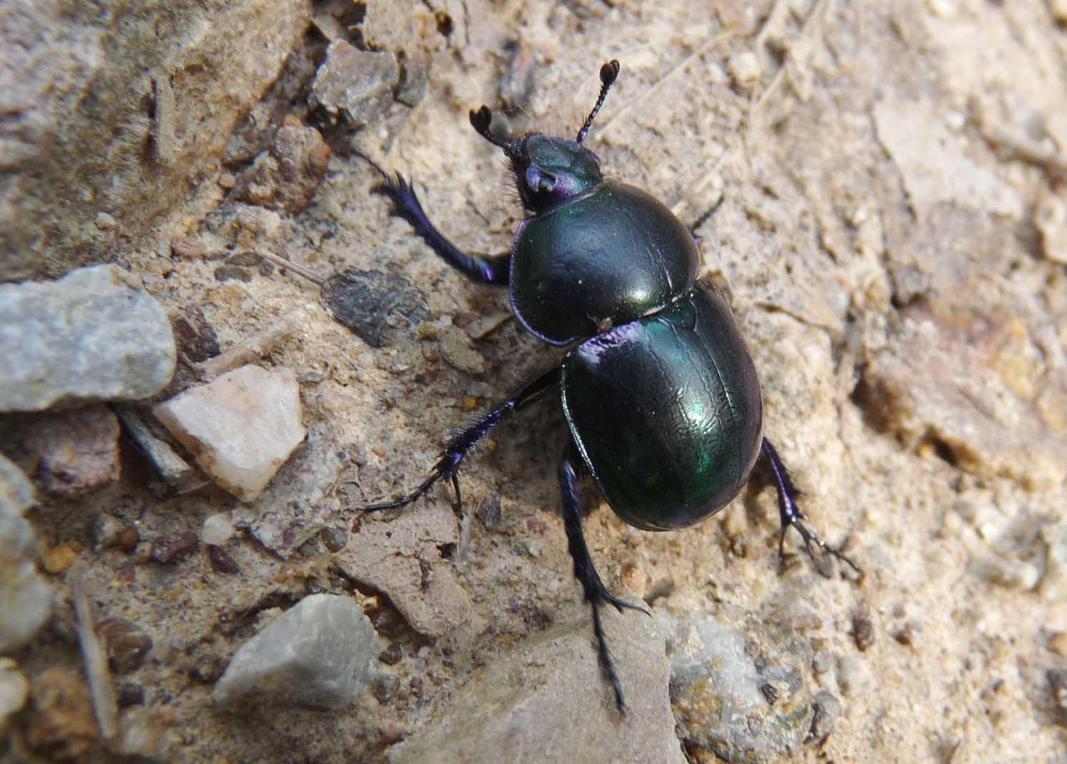 E'' un Geotrupide? Timarcha nicaeensis